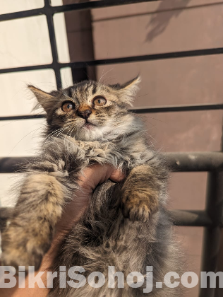 Traditional Pure Breed Persian Kitten